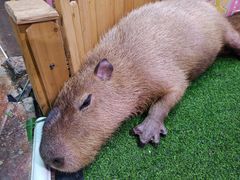 -正佳雨林生态植物园
