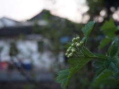 -狐狸家·酸奶酪专门店(平江路店)
