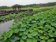 -荷塘月色湿地公园·向阳花洲