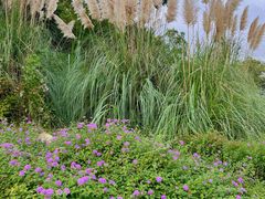 -白鹭湾湿地公园