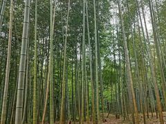 -陶祖圣境风景区