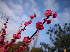 -雨花胜境