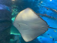 -太平洋海底世界