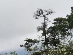 -王顺山国家森林公园