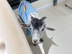 -怪兽屋·羊驼·猫咖·狗咖(俊华广场店)