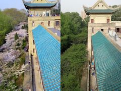 -武汉大学-樱园