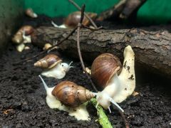 -上海大自然野生昆虫馆(东方明珠·爬宠昆虫探索中心)