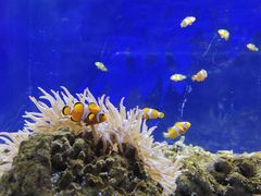 -沙沙哗啦海洋馆(华宇百花谷店)