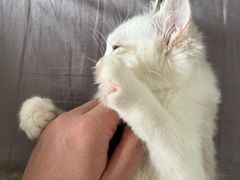 -柚子猫舍·精品猫舍购猫·猫咪认养·购宠·宠物店