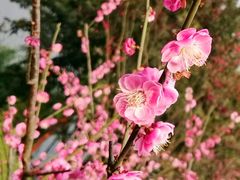 -重庆彩云湖湿地公园