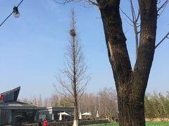 -田园东方蜜桃村的田野营地