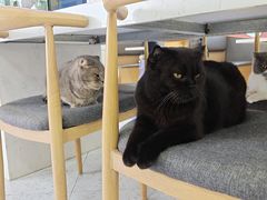 -喵园·猫主题咖啡厅·撸猫·猫咖(国贸店)