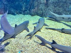 -烟台海昌鲸鲨海洋公园