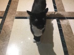 -猫色咖啡·猫咖