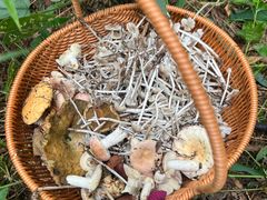 -铁山坪森林公园