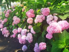 -上海滨江森林公园