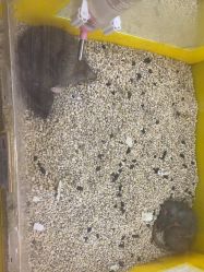 -神奇动物撸宠馆·羊驼·小浣熊·异宠(豫园店)