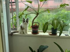 -瑞派宠物医院·24h·骨外科·皮肤科·全科宠物医疗转诊中心(沈阳浑南院)
