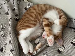 -pd派德宠物中心医院24H急重症·眼科中心·血液透析中心(嵩山北路店)