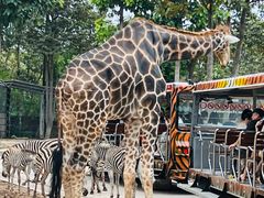 -清迈夜间动物园