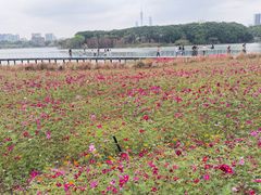 -海珠湖公园