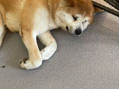 -喜柴咖啡·柴犬狗咖