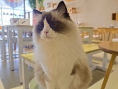 -藏猫猫咖啡主题馆(中央大道店)