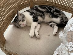 -共舞时光猫咖·狗咖(新街口店)