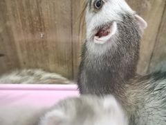-藦茜花园宠物主题亲子互动体验馆(国顺东路店)