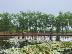 -绿堤公园