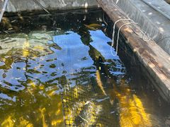 -北京龙庆四季香农家饭庄·灶台鱼·碳烤虹鳟鱼(龙庆峡店)