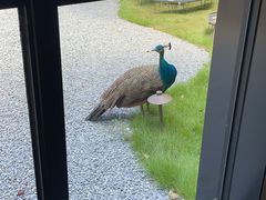 -J Create城市露营咖啡·简餐·宠物(上海动物园店)