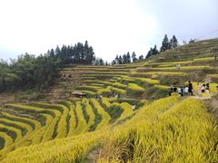 -紫鹊界梯田景区