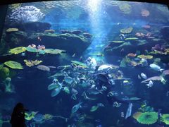 -暹罗海洋世界