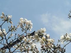 -西北湖绿化广场