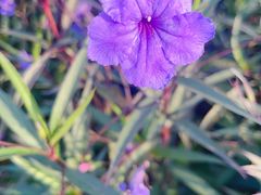 -径山花海