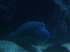 -暹罗海洋世界