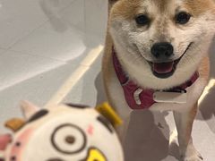 -润园四季椰子鸡火锅(南山海岸城店)