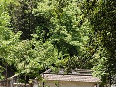 -中国大熊猫保护研究中心雅安碧峰峡基地