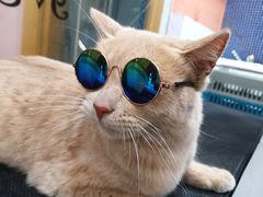 -车接车送·寄养洗护·德文猫舍(大宁店)