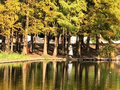 -上海共青森林公园