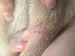 -伟伟宠物医院·CT影像中心·瑞派犬猫综合性门诊(汉口总院)