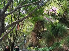-金鸡山公园