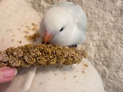 -吉丁鸟咖·异宠·寄养