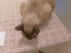 -猫友咖啡店(玉林西路店)