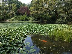 -西湖外事游船(花港观鱼码头)
