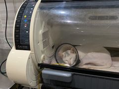 -瑞派名望志远动物医院·猫科·內科·异宠专科(直港大道店)