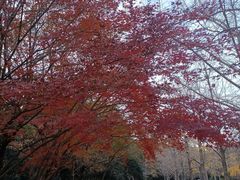 -泰州凤城河风景区-泰山公园