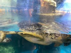 -烟台海昌鲸鲨海洋公园