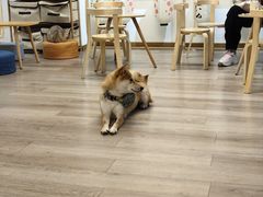 -柴迷FANS CLUB·柴犬狗咖·猫咖